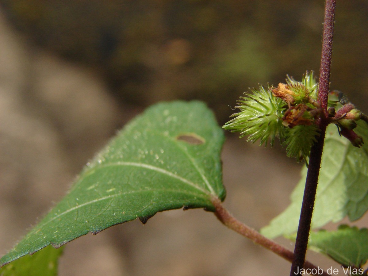 Triumfetta pentandra A.Rich.